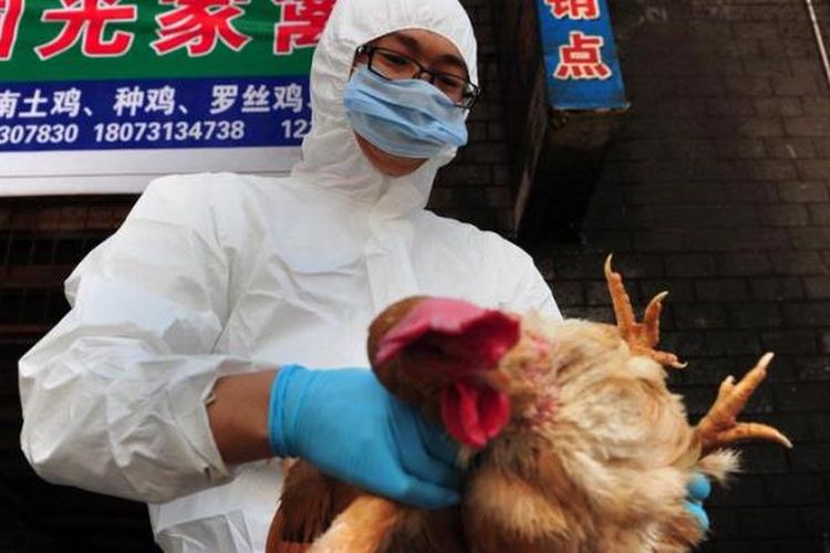 penyakit hewan ke manusia flu burung