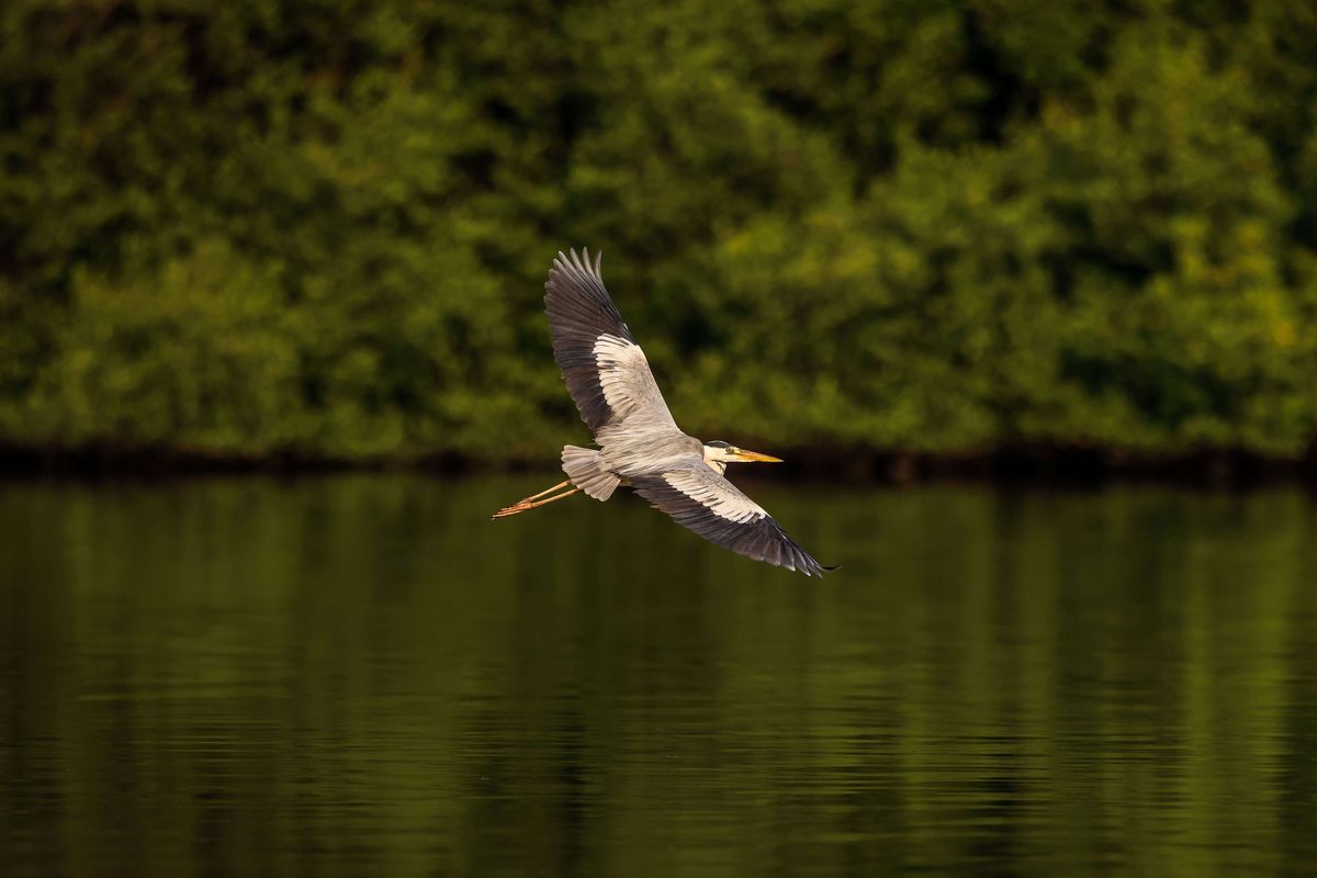 Burung bangau berada di dekat kawasan Suaka Margasatwa Muara Angke di Jakarta Utara, Rabu (25/8/2021). Foto menggunakan lensa super telephoto terbaru keluaran dari Canon melalui pt. Datascrip yaitu lensa RF600mm f/4L IS USM.