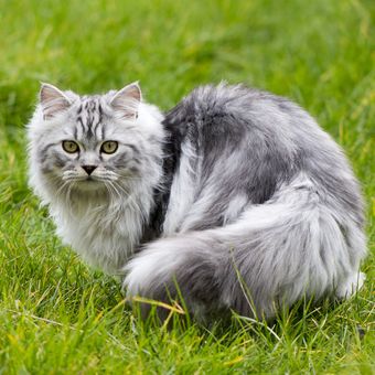 Ilustrasi kucing Persia. Kucing dianggap sebagai salah satu hewan peramal cuaca, kepekaan indera mereka diyakini dapat memprediksi cuaca buruk yang akan terjadi.