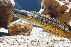 Ikan Channa, Predator Mini yang Diminati Menjadi Ikan Hias