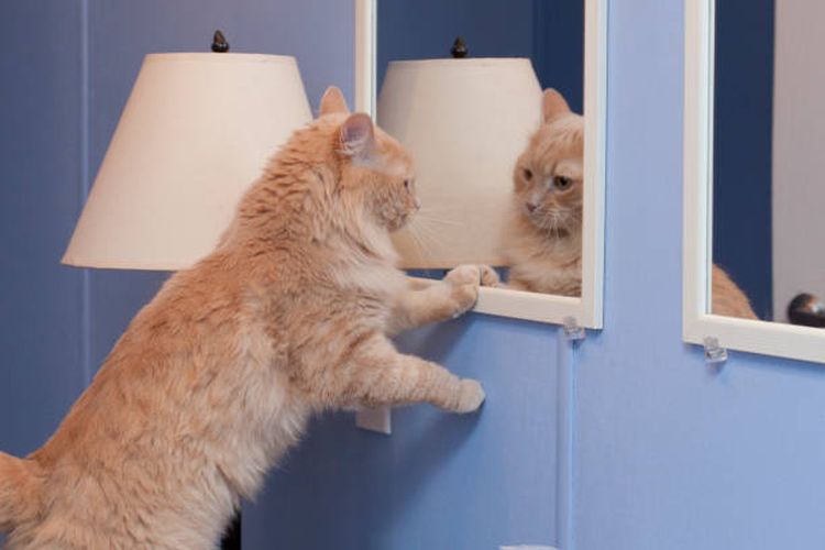 ilustrasi kucing di depan cermin.