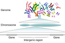 3 Fungsi Gen sebagai Sebuah Materi Hereditas