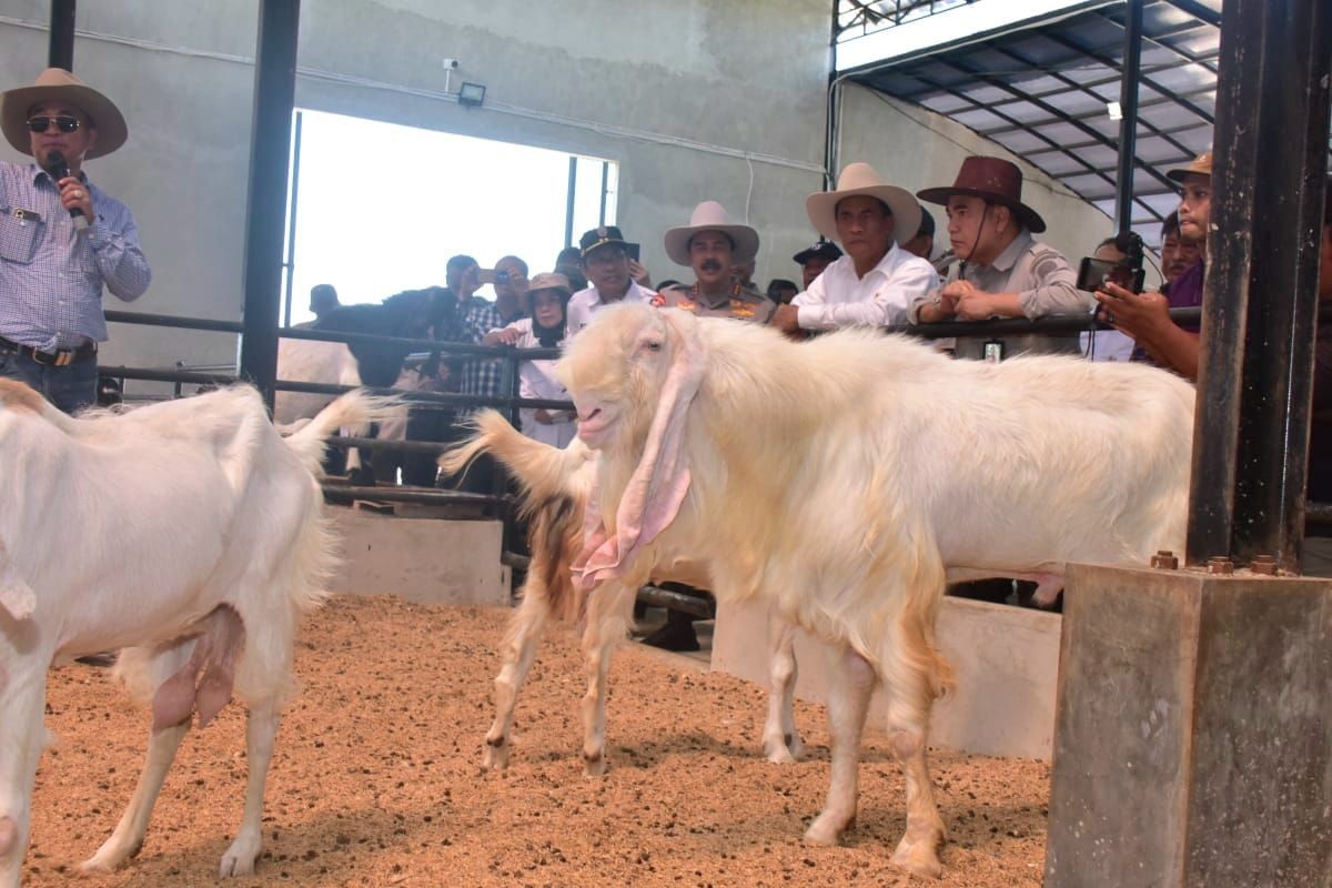 Menteri Pertanian Andi Amran Sulaimanusai meninjau lokasi kandang sapi hingga pabrik pakan mini milik penggemukan sapi PT Lembu Setia Abadi Jaya (LSAJ) Farm Tangerang   Kamis (6/6/2024)   