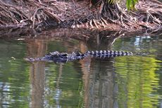 4 Konflik Buaya dengan Manusia, Hilang Saat Cari Ikan hingga Tubuh Ditemukan Tak Utuh