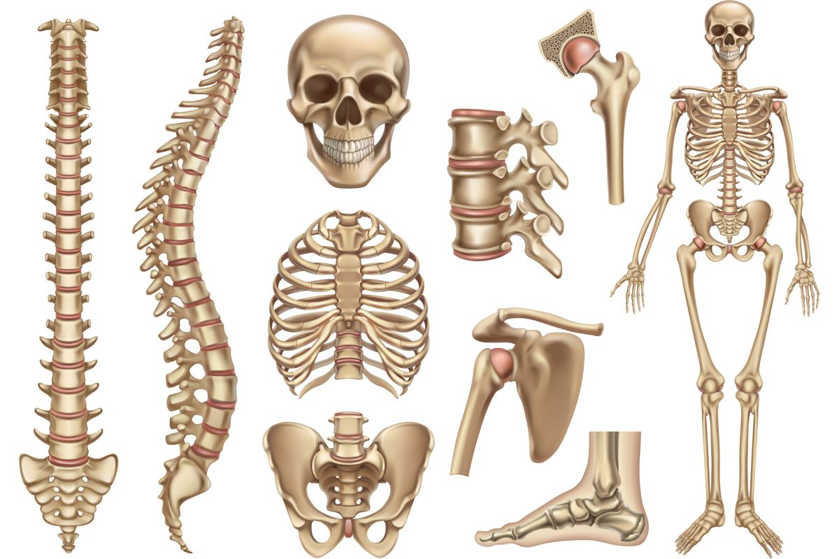 Ilustrasi tulang manusia. 