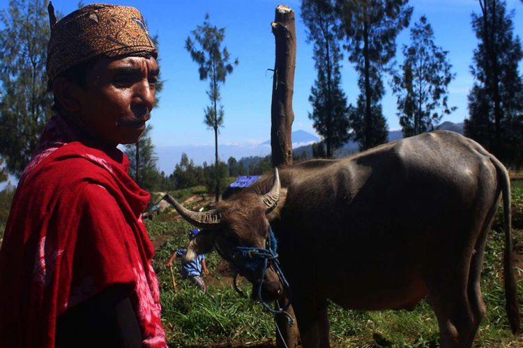 Salah seorang dukun warga Suku Tengger lereng Gunung Bromo bersama kerbau yang akan disembelih sebagai persembahan ritual unan-unan di Desa Ngadas, Kecamatan Poncokusumo, Kabupaten Malang, Rabu (30/5/2018). Ritual unan-unan dilaksanakan setiap lima tahun sekali menurut penanggalan Suku Tengger untuk mensucikan desa supaya diberikan keselamatan dan dijauhkan dari malapetaka.