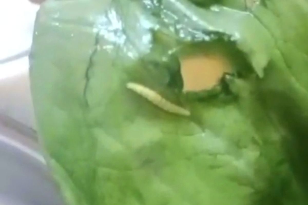 Ulat di menu MBG di Bangkalan. 