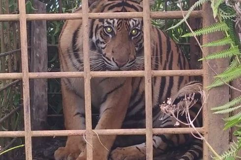 Dua Harimau Sumatera Masuk Perangkap BKSDA di Solok, Hampir Dibunuh Warga