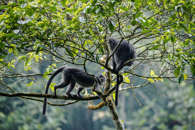 Lutung jawa terlihat di kawasan hutan Petungkriyono, Pekalongan, Jawa Tengah, Sabtu (14/10/2020).