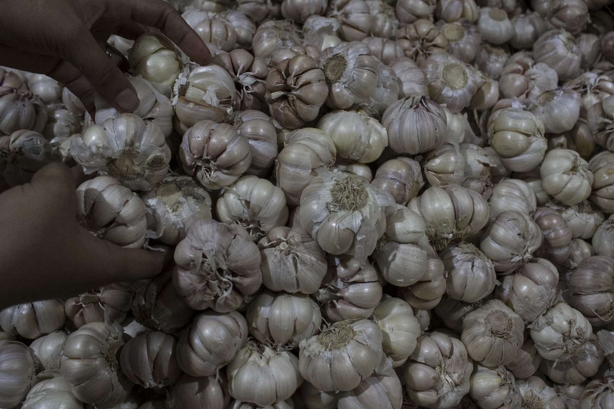 Pekerja merapikan persediaan bawang putih di salah satu toko di Pasar Induk Kramat Jati, Jakarta Timur, Rabu (5/2/2020). Kenaikan harga bawang putih terjadi karena pasokan bawang putih impor dari negara pemasoknya, China berkurang.