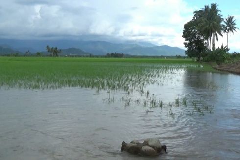 Ratusan Hektar Sawah di Cirebon Terendam Banjir, Mentan Ajak Petani Ikut Asuransi