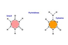 Senyawa Pirimidin RNA