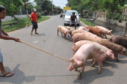 Kasus Babi Mati di Sumut karena Virus: Ada Sisa Makanan dari Kapal dan Pesawat untuk Pakan