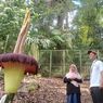 The Giant Titans, Bunga Bangkai Raksasa yang Mekar di Cibodas