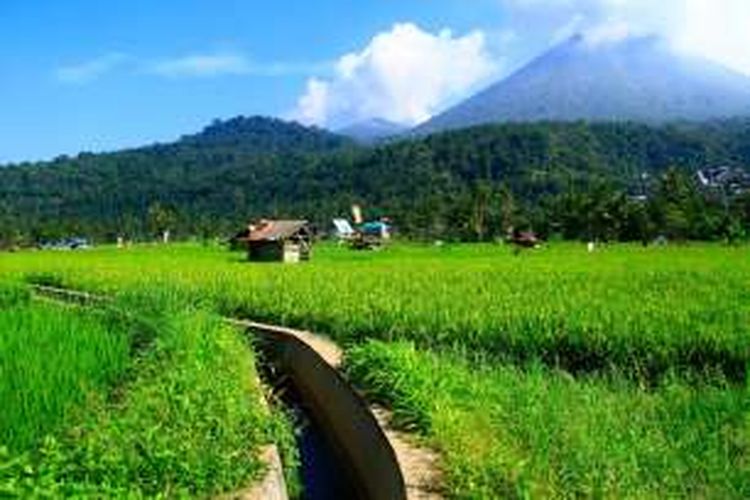 Persawahan di Kota Tomohon, Sulawesi Utara yang indah, dengan latar Gunung Api Lokon.