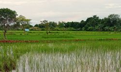 Agar Tak Rugi Saat Gagal Panen, Mentan Ajak Petani Tulungagung Ikuti AUTP
