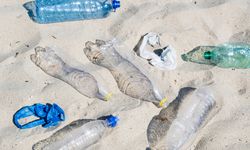 Dampak Polusi Plastik pada Hewan, Burung Laut Alami Kerusakan Otak