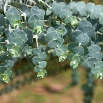 Ilustrasi tanaman eukaliptus