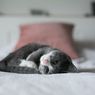 Beberapa Bahaya Tidur dengan Kucing dan Cara Mengatasinya