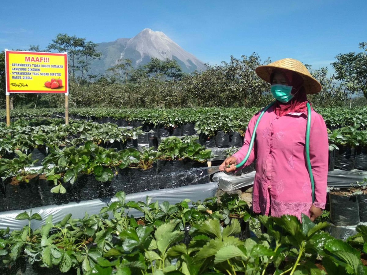 Hujan Abu Merapi Guyur Lahan Pertanian Warga di Magelang