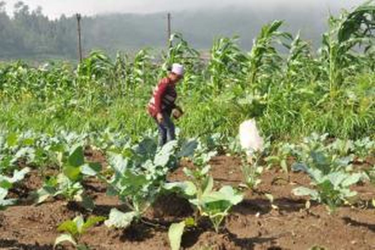 Para petani tembakau di Kecamatan Getasan, Kabupaten Semarang menerapkan pola tumpangsari untuk meminimalkan anjloknya harga tembakau di pasaran.
