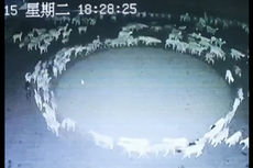 Fenomena Aneh Kawanan Domba Berjalan Membentuk Lingkaran di China, Ini Kata Ahli