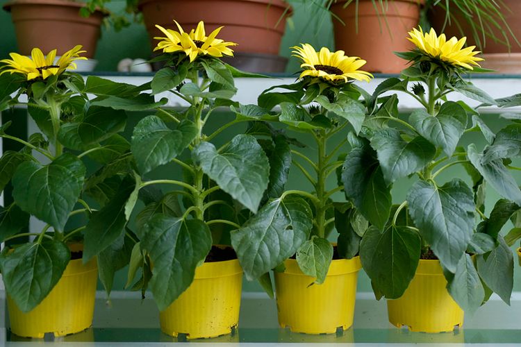 Ilustrasi menanam bunga matahari di pot