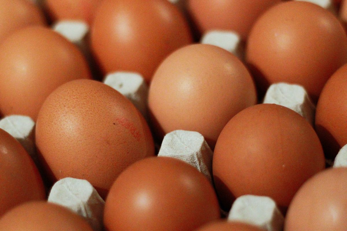 Ilustrasi harga telur ayam mahal. 