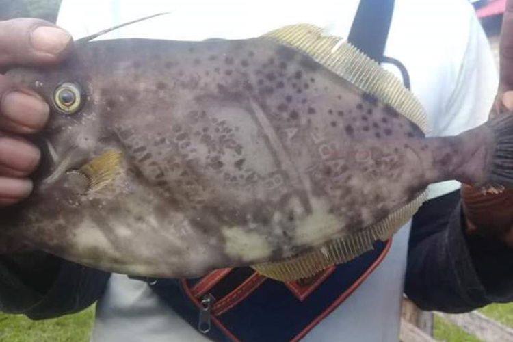 Seekor ikan dengan tuliskan kata-kata aneh di bagian tubuh ditemukan nelayan di Dusun Tanah Goyang, Kecamatan Huamual, Kabupaten Seram Bagian Barat, Maluku, Senin (21/10/2019)