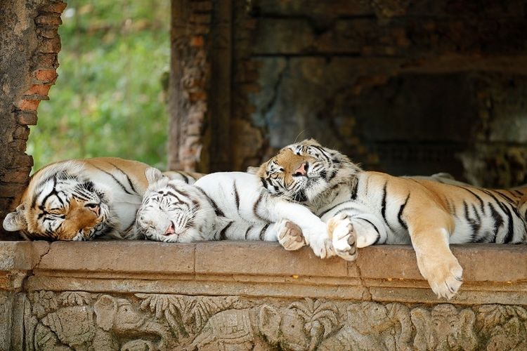 Trio Harimau tengah tertidur pulas di Taman Safari.