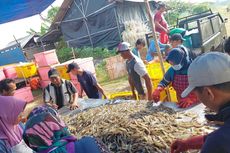 Gandeng Petambak Lokal, PT Perikanan Indonesia Panen 20,6 Ton Udang Vaname di Pekalongan