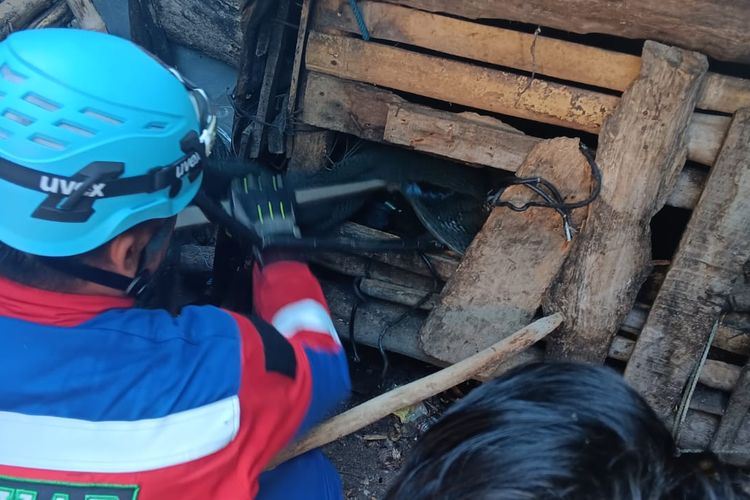 Gigit Balita Hingga Berdarah, Monyet Abu-abu di Situbondo Berhasil Dievakuasi Damkar