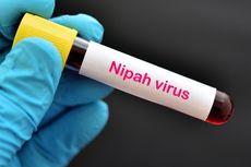 Kemenkes Ungkap 5 Kelompok yang Berisiko Terkena Virus Nipah