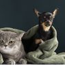 9 Alasan Memelihara Kucing Lebih Baik daripada Anjing