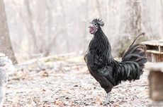 Mengapa Ayam Jantan Berkokok di Pagi Hari?