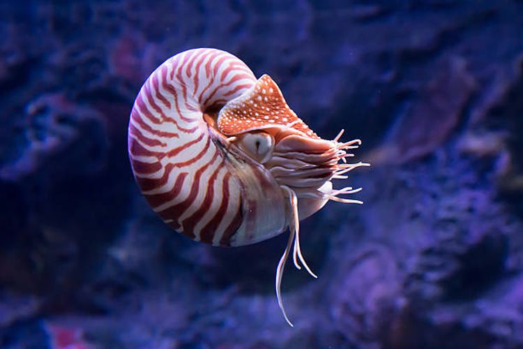 Nautilus, hewan purba yang masih ada sampai saat ini.