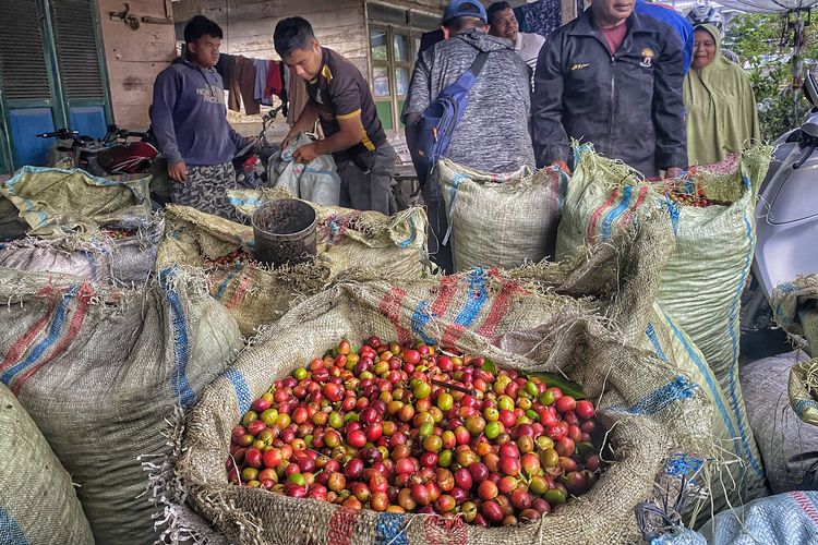 Suka dan Duka Sambut Panen Raya Kopi Arabika di Bener Meriah Aceh