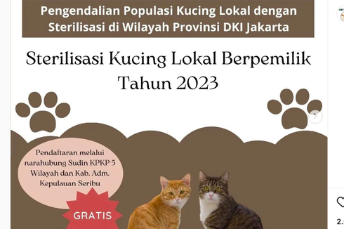 Sterilisasi Gratis Kucing DKI Jakarta, Simak Syarat dan Jadwalnya
