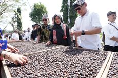 Perkebunan Kopi Rakyat di Banyuwangi Capai 9.778 Hektar, Pemasaran Perlu Ditingkatkan