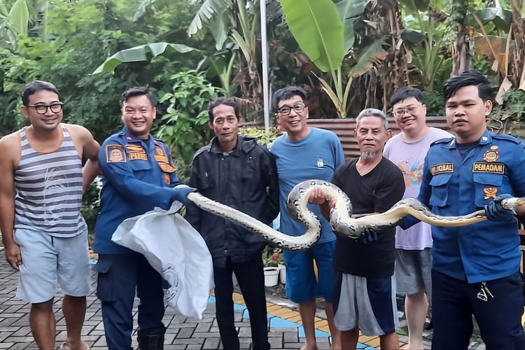 Dalam 2 Hari, BPBD Sidoarjo Evakuasi Ular dari Mesin Cuci dan Kandang Ayam Warga