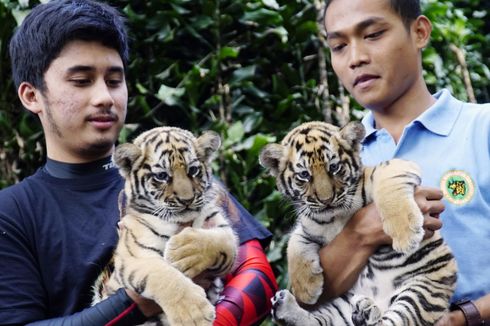 Punya Harimau Putih Bernama Selen, Ini Cerita Alshad Ahmad Pertama Kali Pelihara Harimau