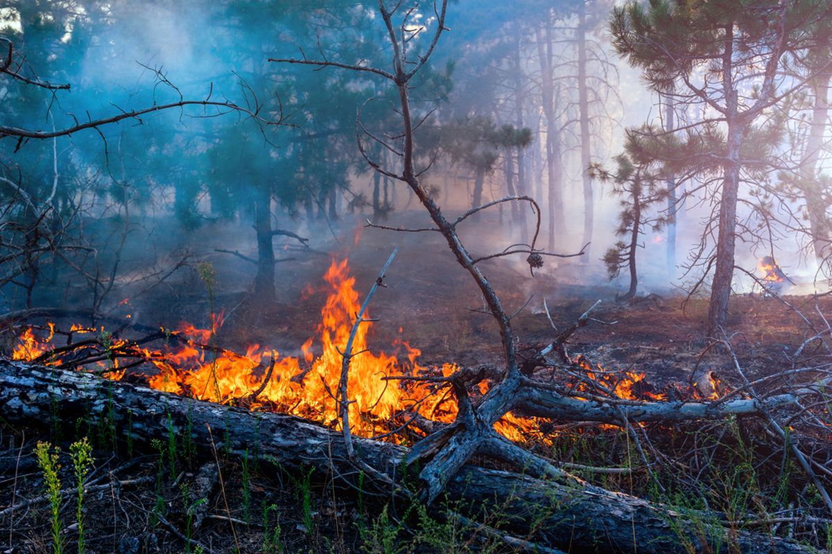 Ilustrasi kebakaran hutan dan lahan