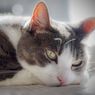  Ditahan 2 Tahun Setelah Viral, Ini Kasus Pemuda Tulungagung Cekoki Kucing dengan Ciu hingga Mati 