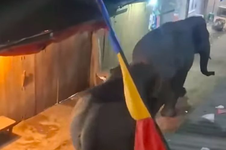 Video Viral, Dua Gajah Masuk Pasar Jukung OKI Sempat Bikin Warga Sempat Panik
