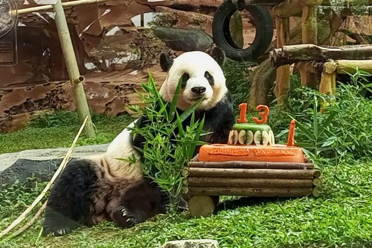 Cai Tao, panda jantan yang hidup di Taman Safari Indonesia (TSI), Cisarua, Bogor, merayakan ulang tahun ke-13. Cai Tao pun mendapat kado kue hias yang dilapisi es balok terbuat dari bahan wortel dan daun bambu.