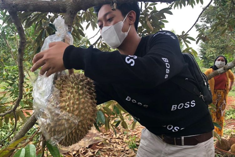 Govaldo Ircham Maulana saat membungkus durian dengan plastik, di lahan perkebunan miliknya.