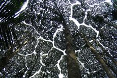 Makin Langka, 12 Pohon Indonesia Masuk dalam SRAK