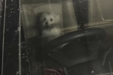 Polisi Minta Pendapat Dokter Hewan soal Anjing yang Ditinggal 8 Jam di Dalam Mobil