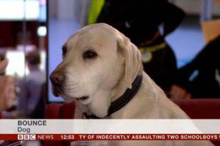 Bounce, si anjing jenis labrador yang diwawancarai BBC.