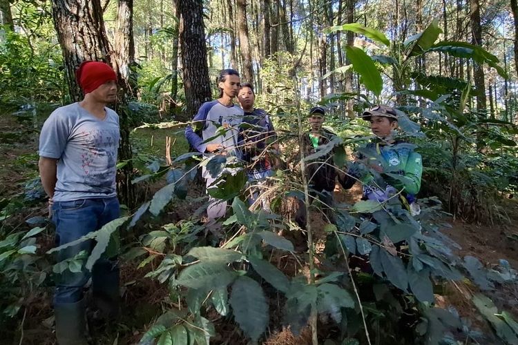 Pahitnya Potensi Panen Kopi Petani Purwakarta, Buah Dicuri hingga Pohon Ditebang